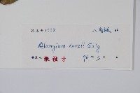 長毛八角楓藏品圖，第2張