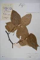 八角楓藏品圖，第1張