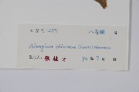 八角楓藏品圖，第2張