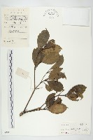 香港四照花藏品圖，第1張