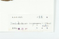 香港四照花藏品圖，第3張