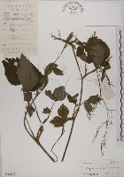 鴨兒芹藏品圖，第1張