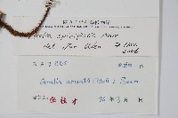 長刺蔥木藏品圖，第2張