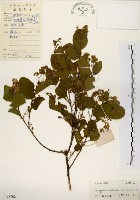 灰木藏品圖，第1張