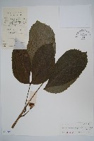 顯脈羅傘藏品圖，第1張