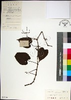 粉藤藏品圖，第1張