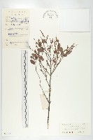 楓港柿藏品圖，第4張