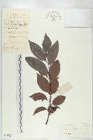 山紅柿藏品圖，第4張