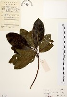 降真香藏品圖，第1張