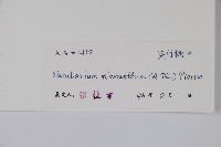 杜仲藤藏品圖，第2張