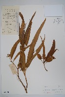 變葉樹參藏品圖，第1張