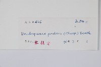 變葉樹參藏品圖，第2張