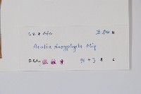 頭序蔥木藏品圖，第2張