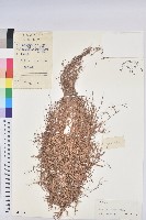 地錦藏品圖，第1張