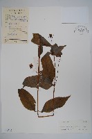 臺灣土黨參藏品圖，第1張