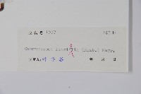 臺灣土黨參藏品圖，第2張