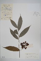 中華野獨活藏品圖，第1張