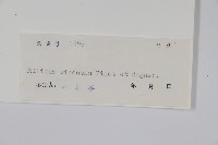 中華野獨活藏品圖，第2張