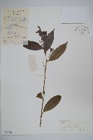 廣州山柑藏品圖，第1張