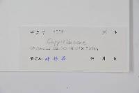 廣州山柑藏品圖，第2張