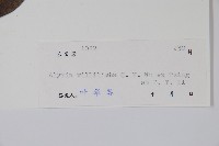 毛葉鏈珠藤藏品圖，第2張