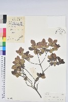 嶺南杜鵑藏品圖，第1張