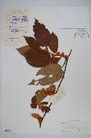 絲毛獼桃藏品圖，第1張