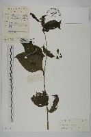 麻葉蟛蜞菊藏品圖，第1張