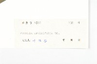 麻葉蟛蜞菊藏品圖，第3張