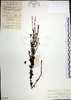 鐵掃帚、千里光藏品圖，第1張