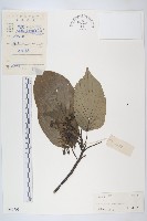 燈臺樹藏品圖，第1張