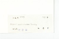 燈臺樹藏品圖，第3張