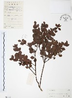 小葉赤楠藏品圖，第1張