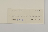 石胡荽、吐金草藏品圖，第3張