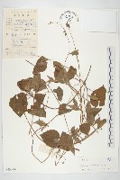 毛麝香藏品圖，第1張