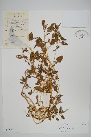 野莧菜藏品圖，第1張