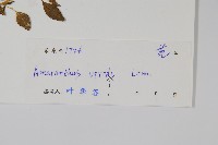 野莧菜藏品圖，第2張