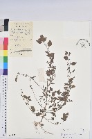 鐵莧菜藏品圖，第1張