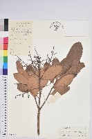 泡花樹藏品圖，第1張