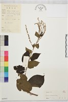 毛咀簽藏品圖，第1張