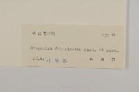 煙管草藏品圖，第3張