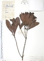 楊梅藏品圖，第1張