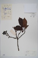 長花厚殼樹藏品圖，第1張