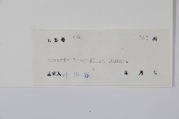 長花厚殼樹藏品圖，第2張