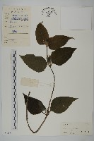 山蟛蜞菊藏品圖，第1張