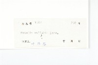 山蟛蜞菊藏品圖，第3張