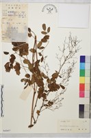 東亞唐松草藏品圖，第1張