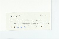 繖花菜欒藤藏品圖，第3張