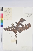 毛果算盤子藏品圖，第1張