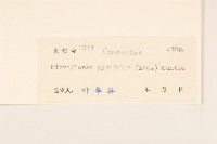 小舌菊、蔓綿菜藏品圖，第3張